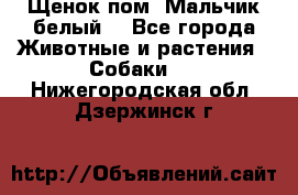 Щенок пом. Мальчик белый  - Все города Животные и растения » Собаки   . Нижегородская обл.,Дзержинск г.